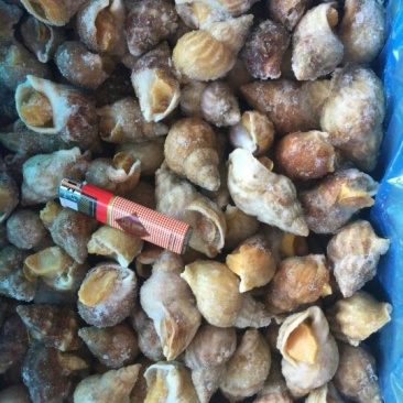 白螺食用冰冻10~30只/kg