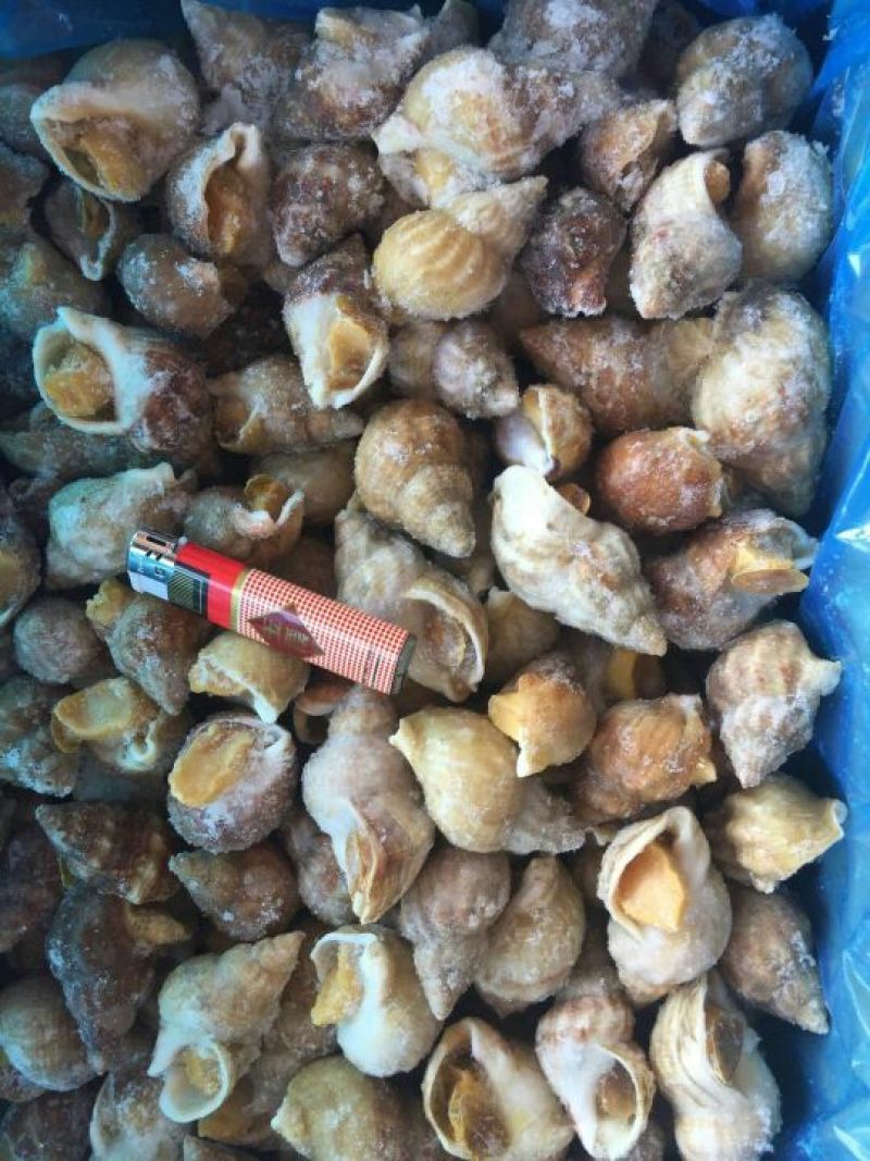 白螺食用冰冻10~30只/kg