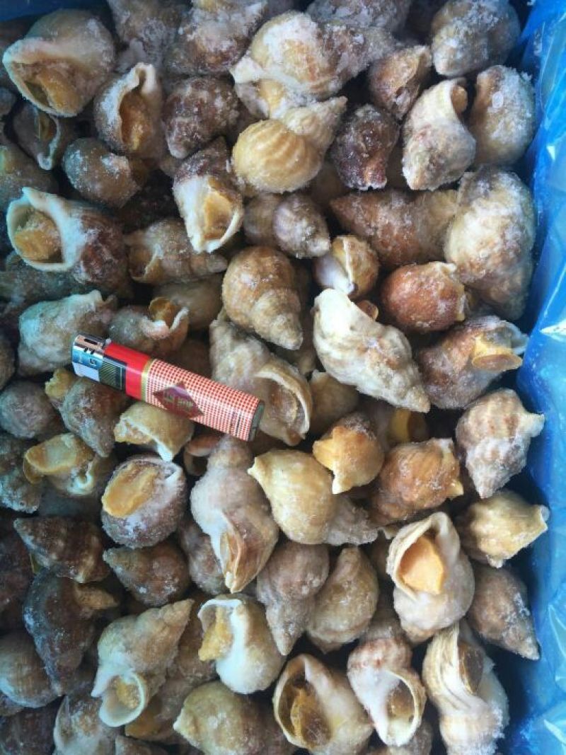 白螺食用冰冻10~30只/kg