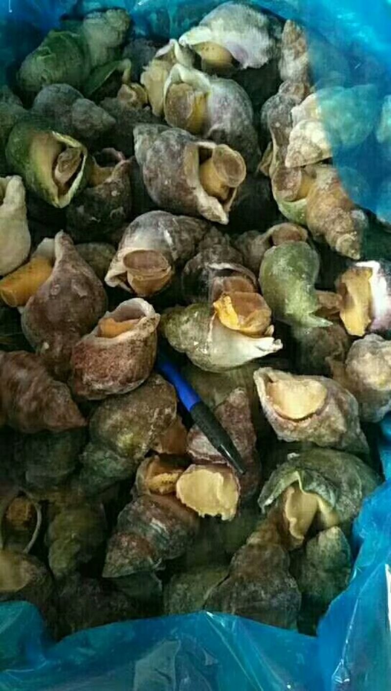 白螺食用冰冻10~30只/kg