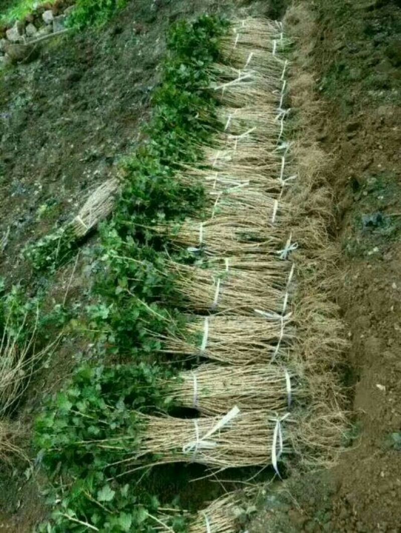 灯笼果苗，当年栽，当年结果苗。有意者联系我。