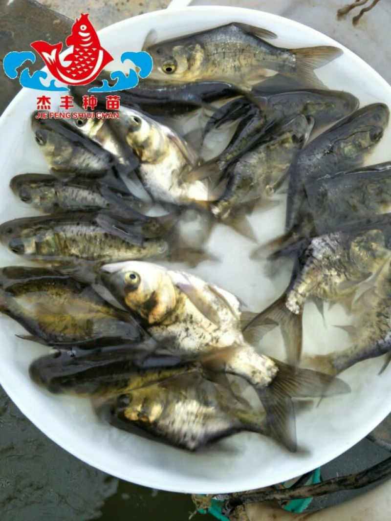 鳙鱼苗缩骨大头鱼苗金大头鱼苗养殖技术指导