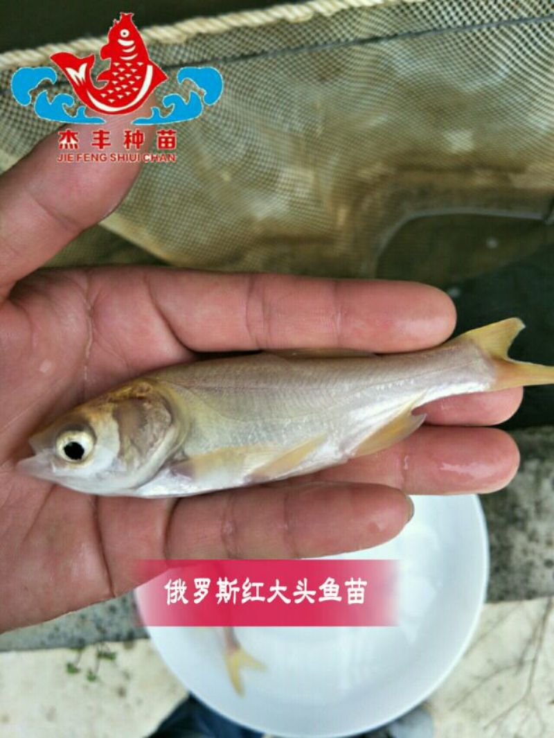 鳙鱼苗缩骨大头鱼苗金大头鱼苗养殖技术指导