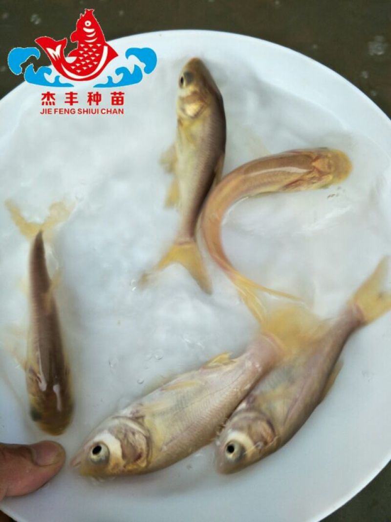 鳙鱼苗缩骨大头鱼苗金大头鱼苗养殖技术指导