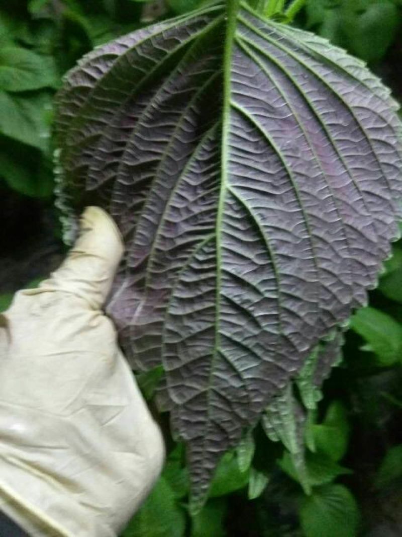 紫苏子叶冷库打冷发货，腌制苏子叶