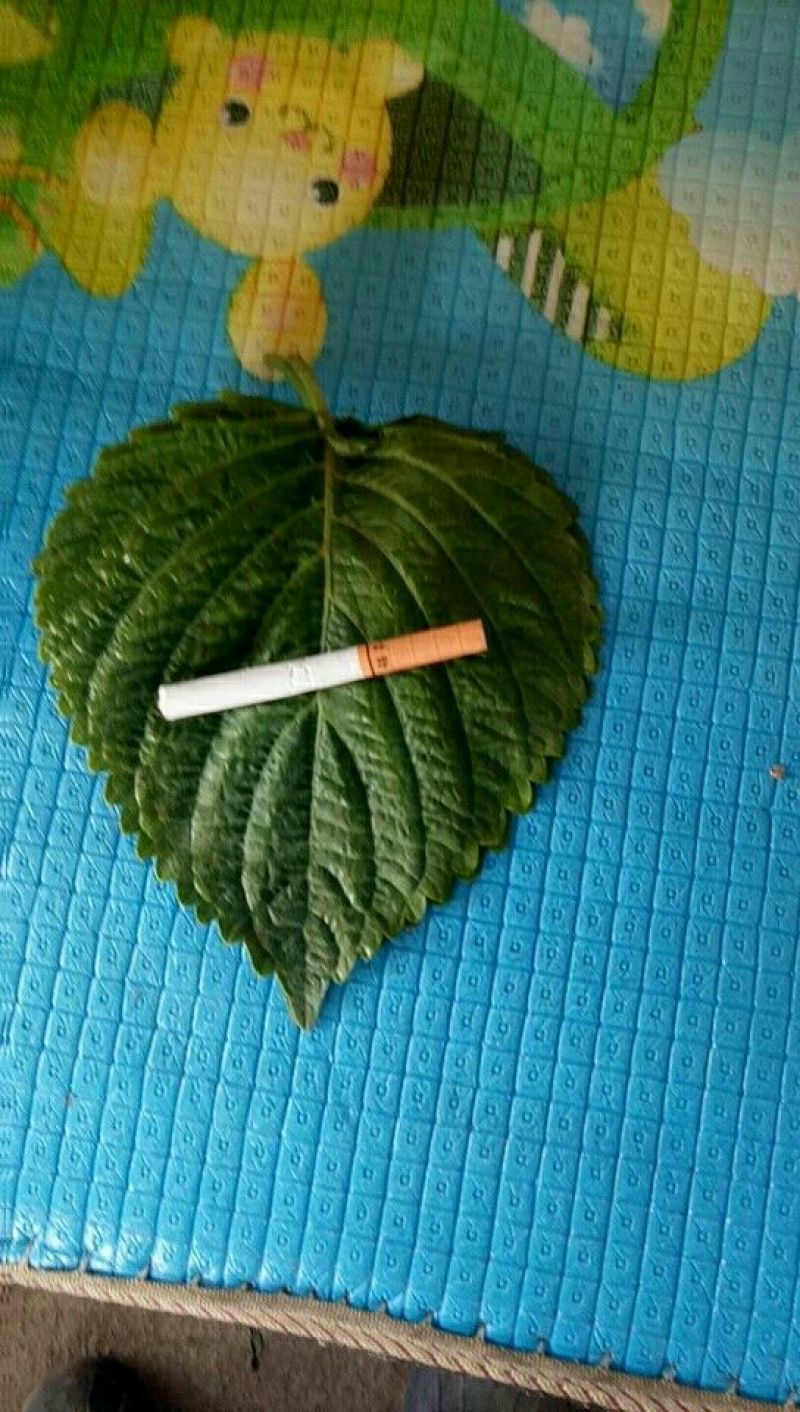 紫苏子叶冷库打冷发货，腌制苏子叶