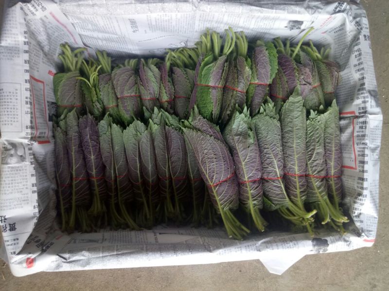 紫苏子叶冷库打冷发货，腌制苏子叶