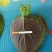 紫苏子叶冷库打冷发货，腌制苏子叶
