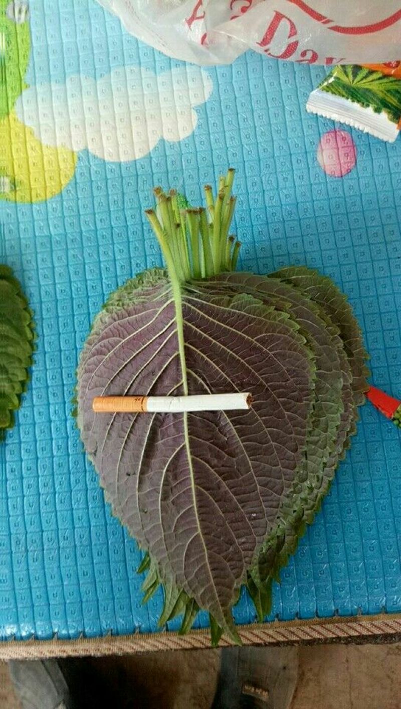 紫苏子叶冷库打冷发货，腌制苏子叶