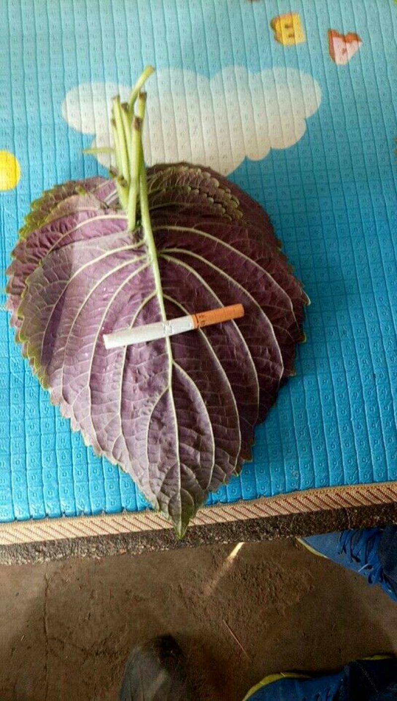 紫苏子叶冷库打冷发货，腌制苏子叶