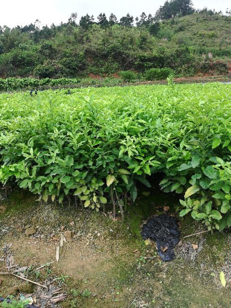 优质泰国红宝石，青皮红心柚，三红蜜柚，诚信经营放心苗
