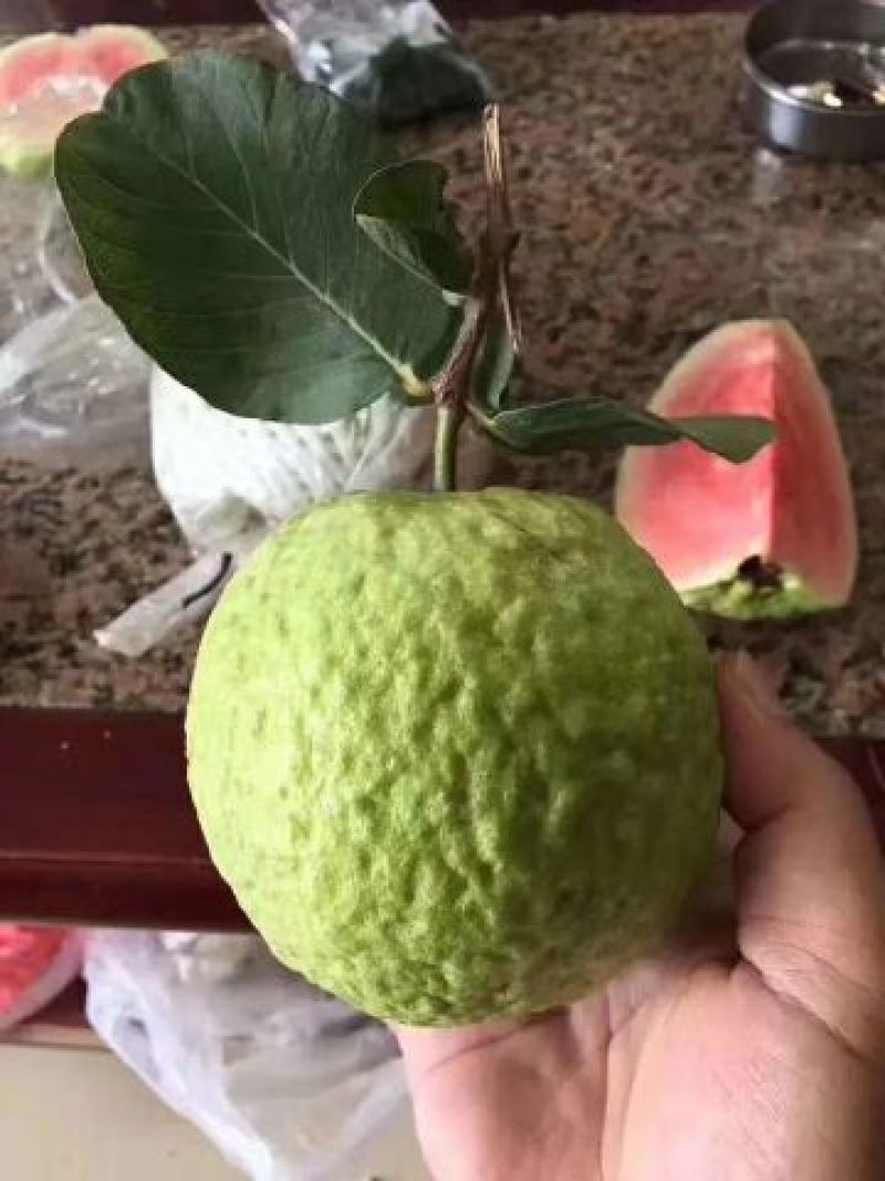 优质纯正红宝石，西瓜，珍珠番石榴芭乐苗，基地批发放心苗