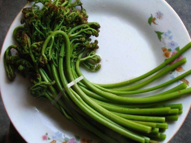 龙爪菜