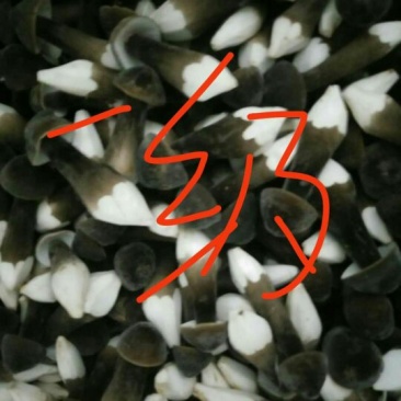 黑皮鸡枞菌质优价廉金国发货