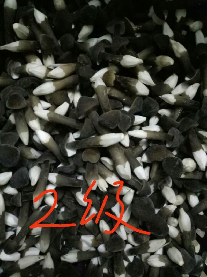 黑皮鸡枞菌质优价廉金国发货