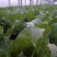 黄心白菜4~6斤净菜