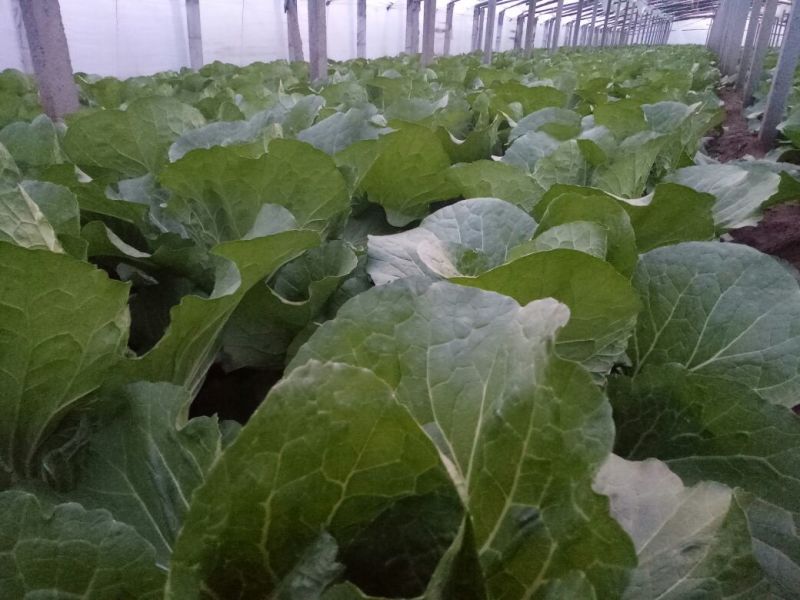 黄心白菜4~6斤净菜