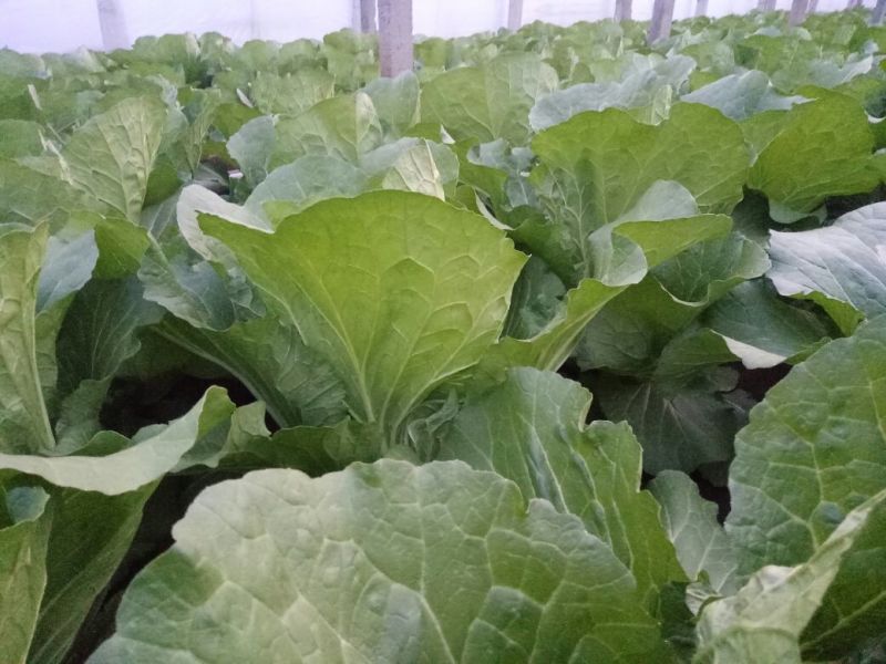 黄心白菜4~6斤净菜