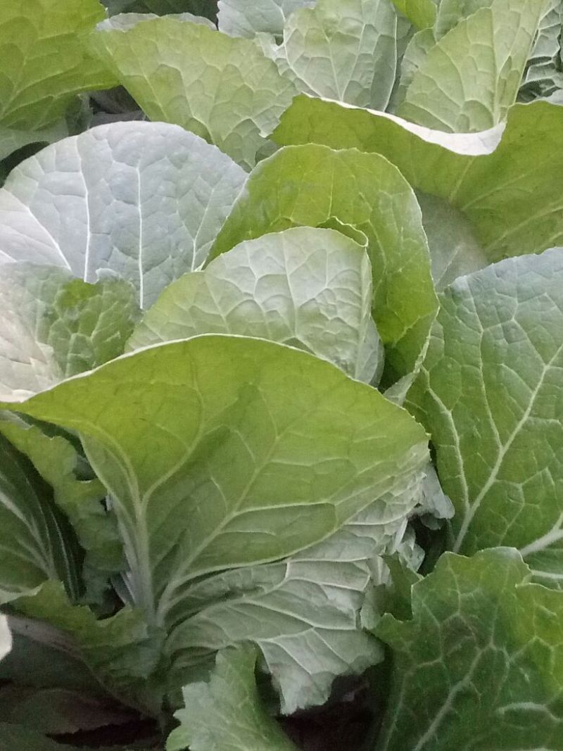 黄心白菜4~6斤净菜