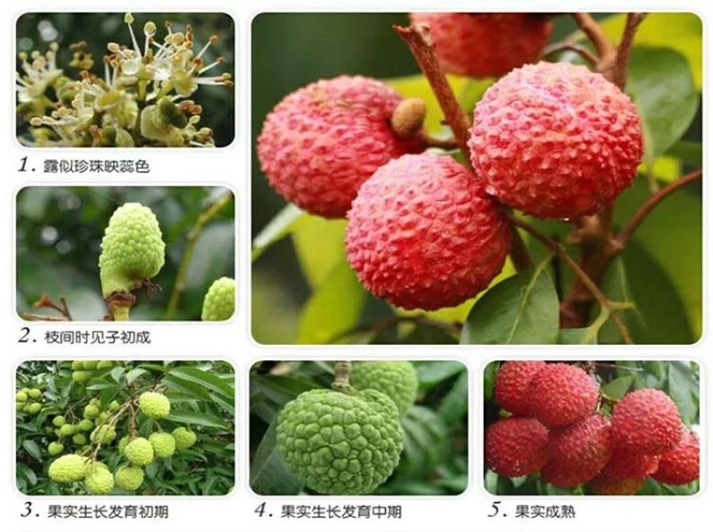 无核荔枝苗20~30cm