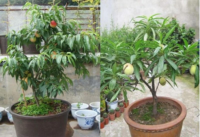 黄金蜜一号50~70cm