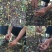 黄金蜜一号50~70cm