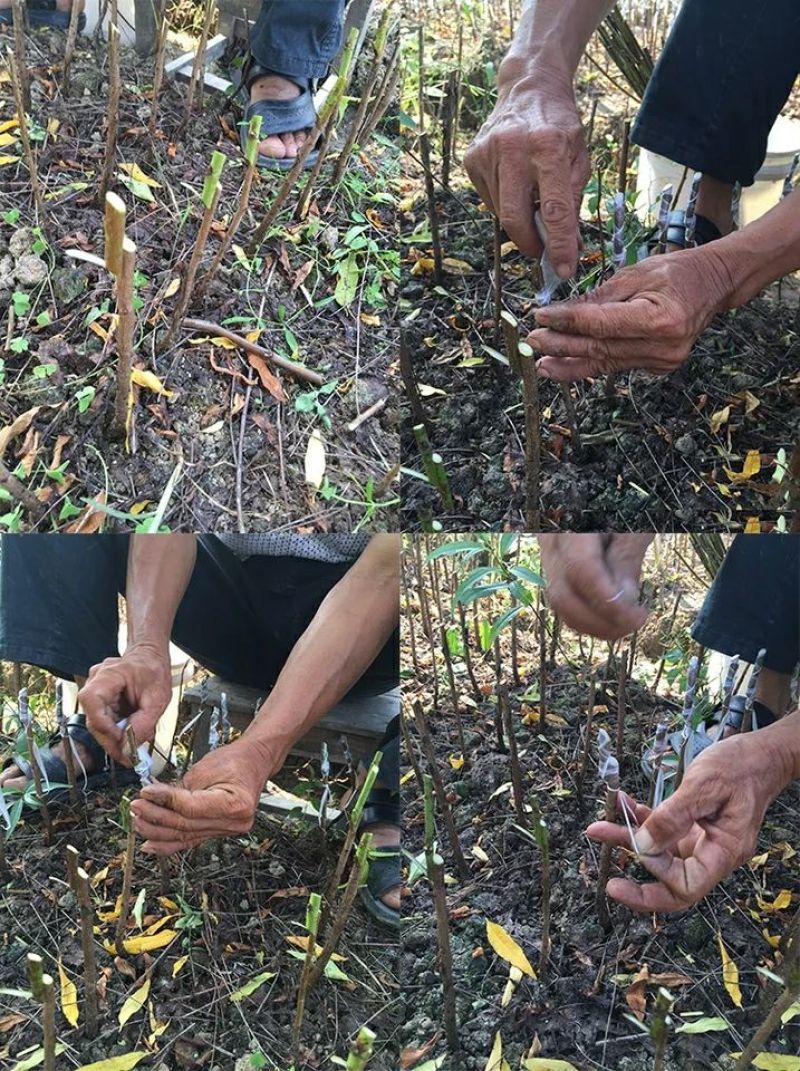 黄金蜜一号50~70cm