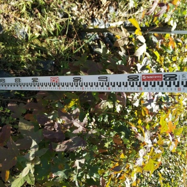 枫香50~80cm