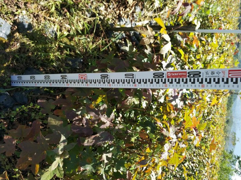 枫香50~80cm