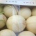 东方密1号哈密瓜2斤以上椭圆形