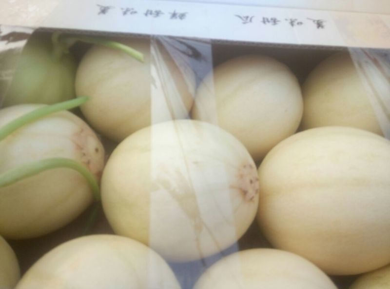 东方密1号哈密瓜2斤以上椭圆形