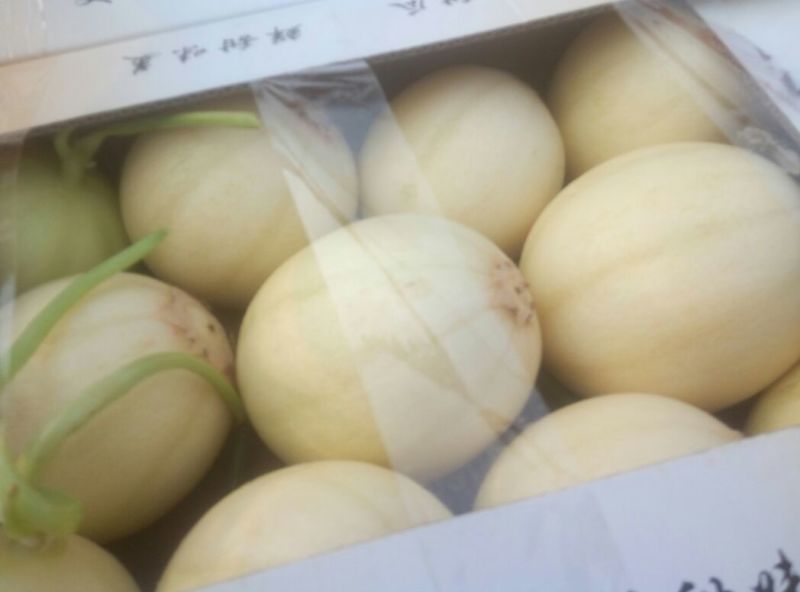 东方密1号哈密瓜2斤以上椭圆形