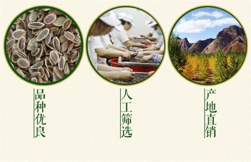 防风种子纯新种子90%以上春季播种5斤/亩