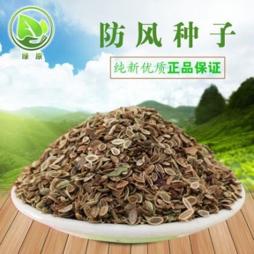 防风种子纯新种子90%以上春季播种5斤/亩