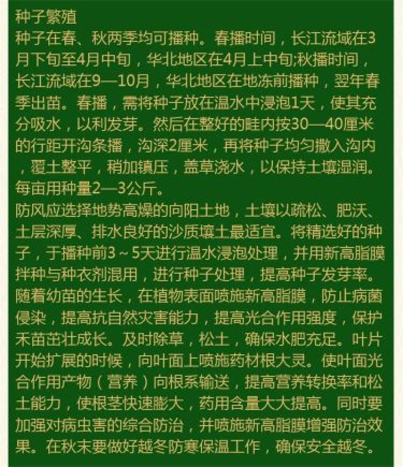 防风种子纯新种子90%以上春季播种5斤/亩