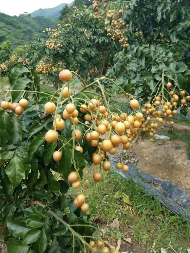 黄皮果苗黑黄皮苗黄皮嫁接苗广西黄皮苗