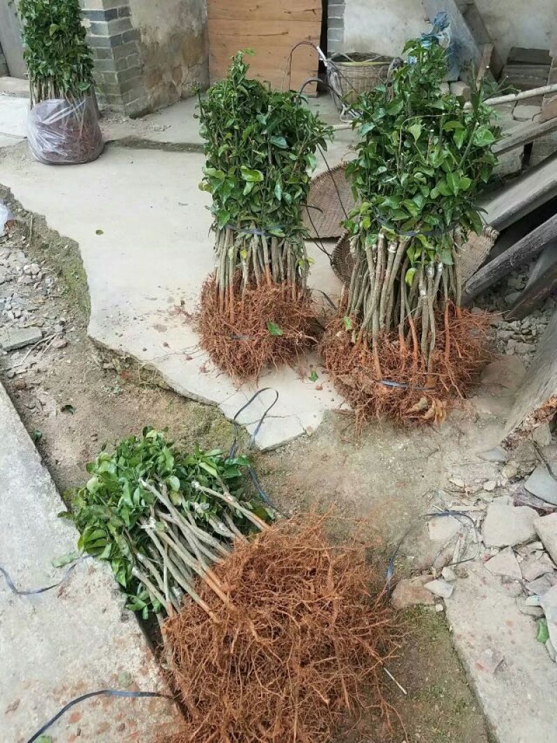 黄皮果苗黑黄皮苗黄皮嫁接苗广西黄皮苗
