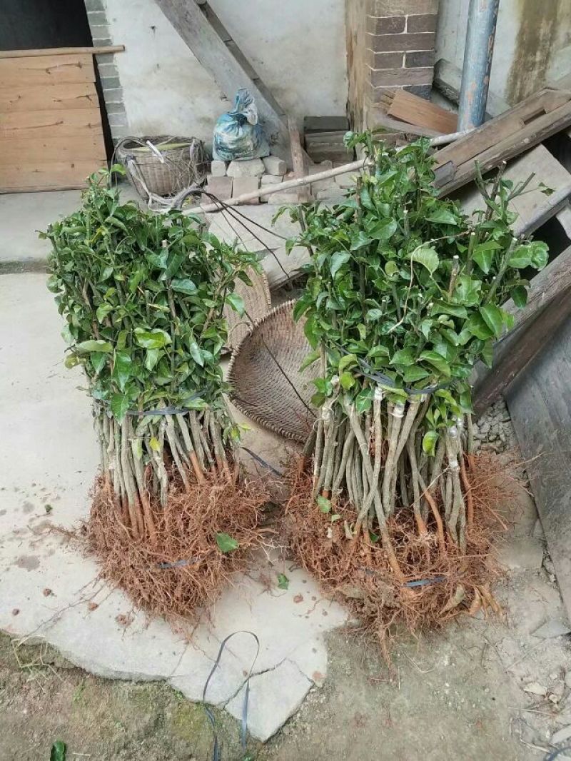 黄皮果苗黑黄皮苗黄皮嫁接苗广西黄皮苗