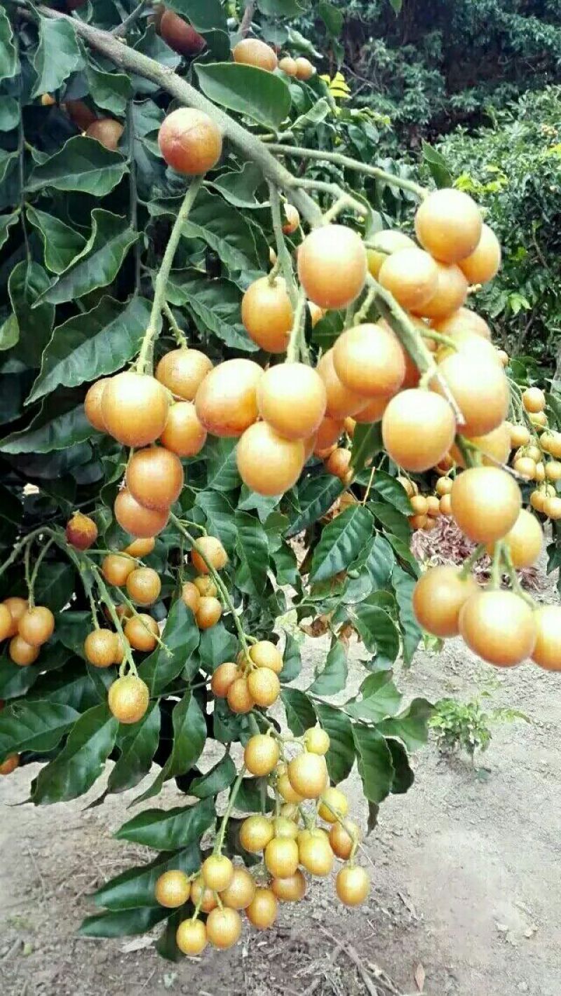 黄皮果苗黑黄皮苗黄皮嫁接苗广西黄皮苗