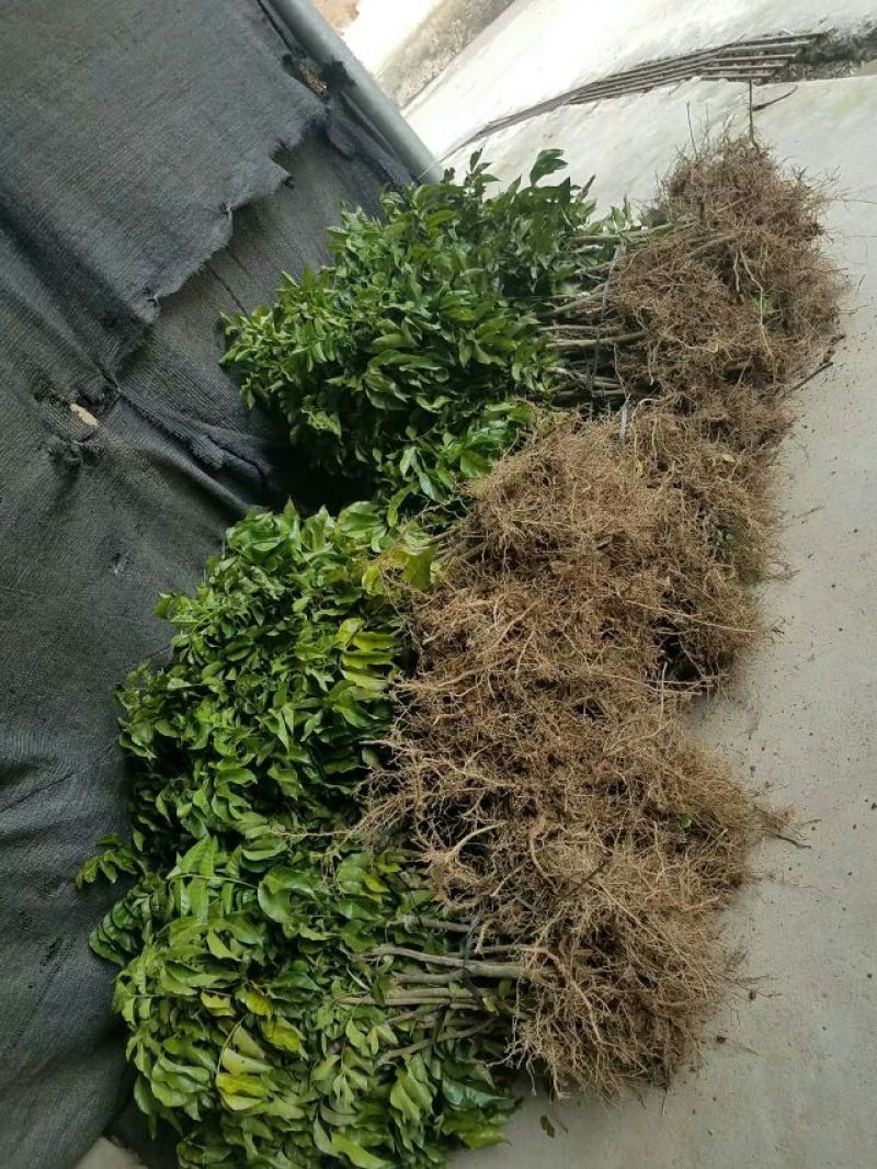 黄皮果苗黑黄皮苗黄皮嫁接苗广西黄皮苗