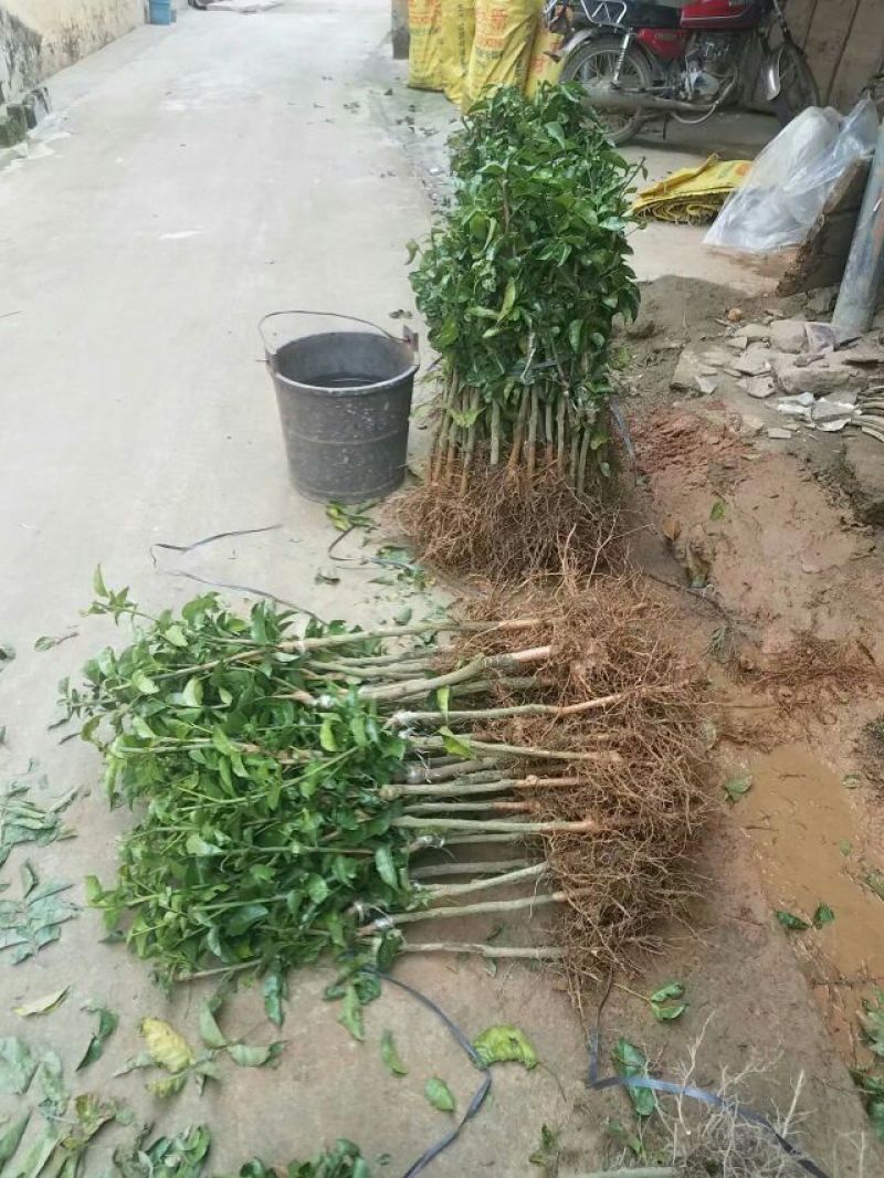 黄皮果苗黑黄皮苗黄皮嫁接苗广西黄皮苗