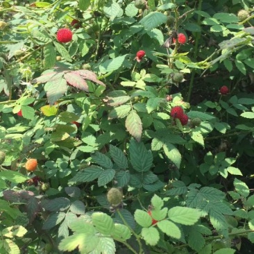 草莓苗10~20cm