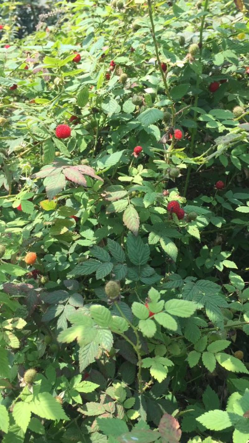 草莓苗10~20cm