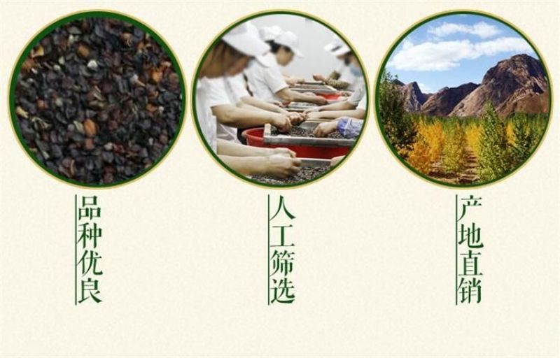 瞿麦种子2023年纯新种子多年生草本种植管理简单