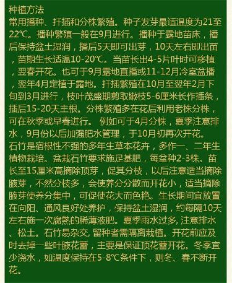 瞿麦种子2023年纯新种子多年生草本种植管理简单
