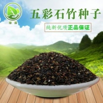 瞿麦种子2023年纯新种子多年生草本种植管理简单