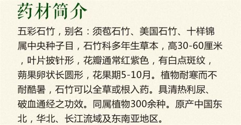 瞿麦种子2023年纯新种子多年生草本种植管理简单