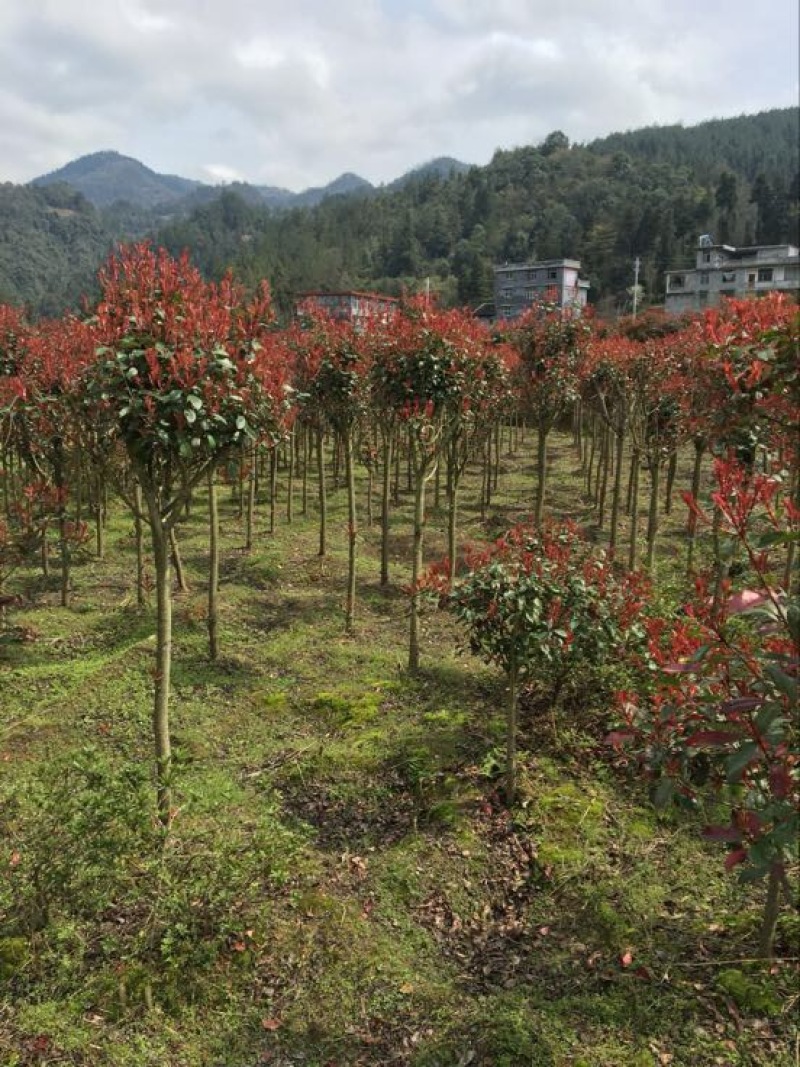 高杆红叶石楠4~6cm4~6cm1.5~2米