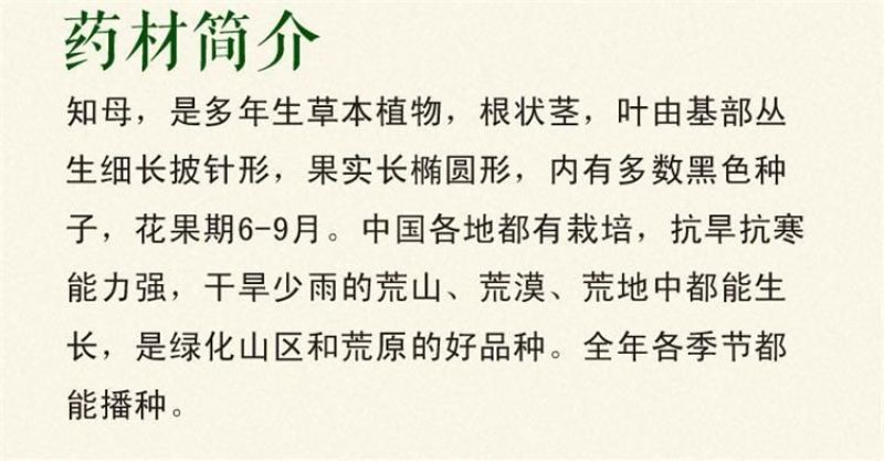 知母种子发芽率90%以上简单易管理生长三年可回收产品