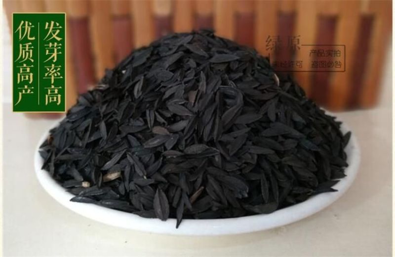 知母种子发芽率90%以上简单易管理生长三年可回收产品